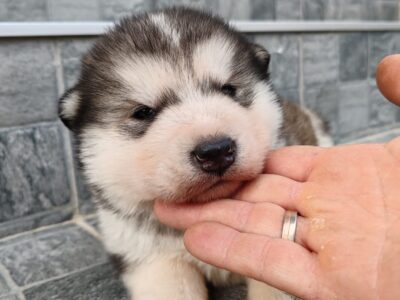 Alaskan malamute puppies