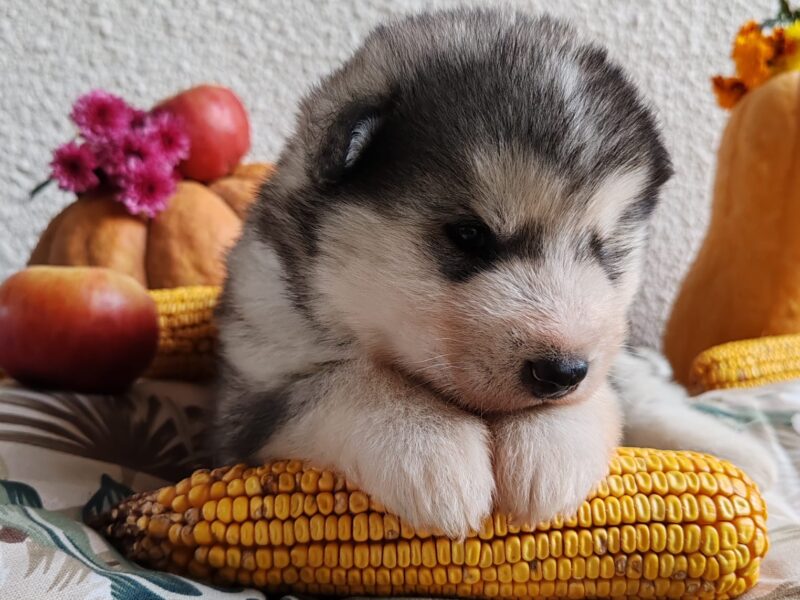 Alaskan malamute puppies
