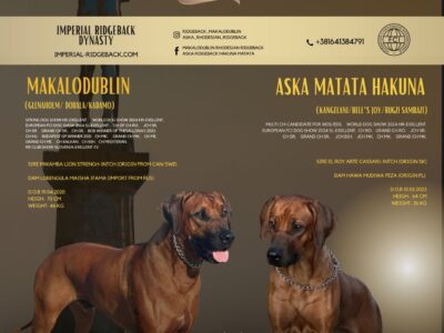 Rhodesian ridgeback