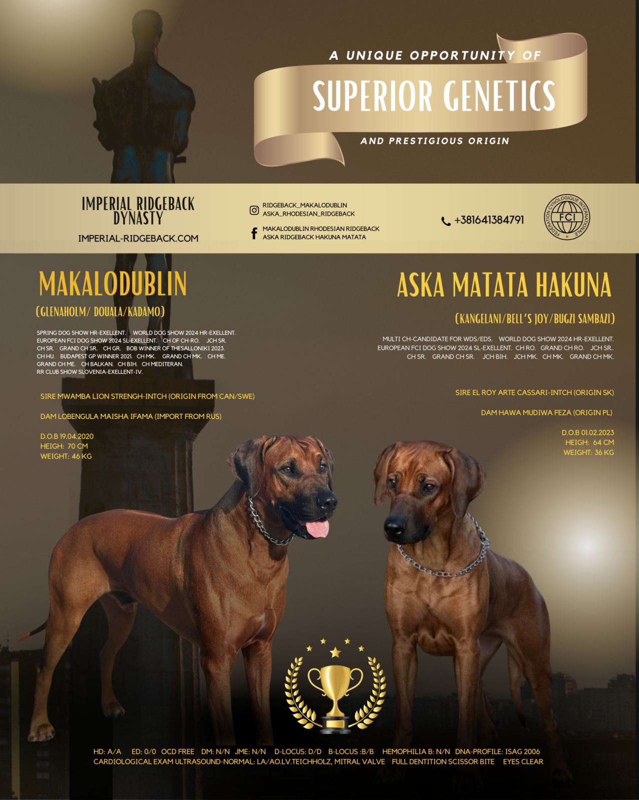 Rhodesian ridgeback – Dogs Jelena Dog Shows
