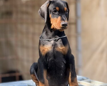 Dobermann Puppies