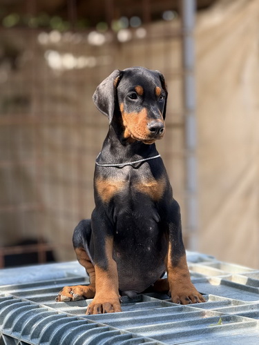 Dobermann Puppies