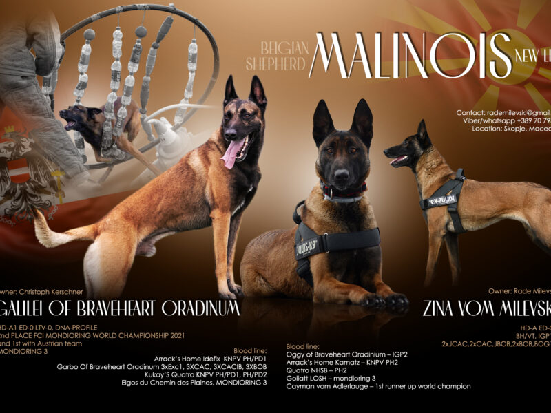 Belgian malinois