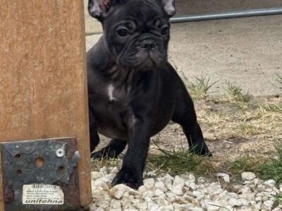 Two female French bulldogs