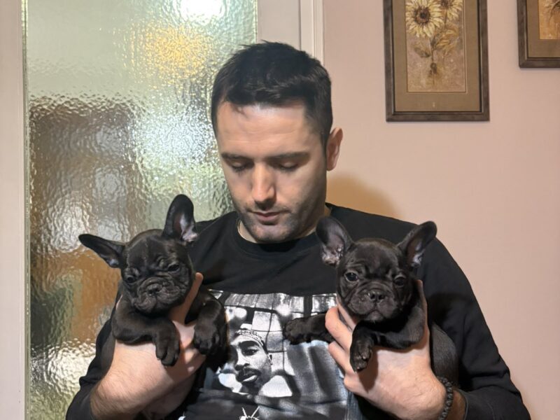 Two female French bulldogs