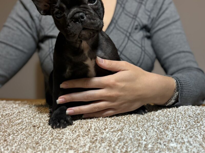 Two female French bulldogs