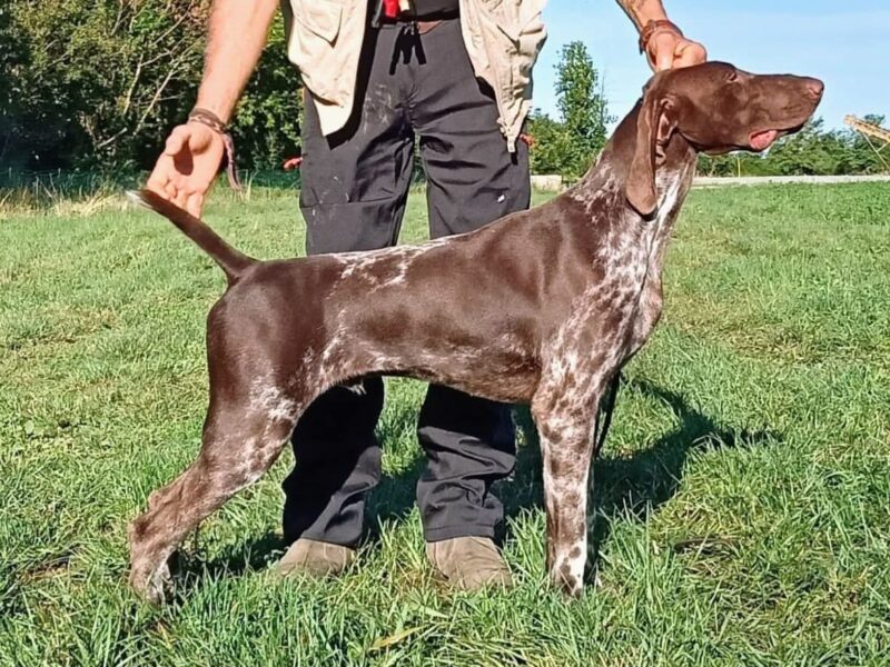 German Shorthair Pointer Show Male
