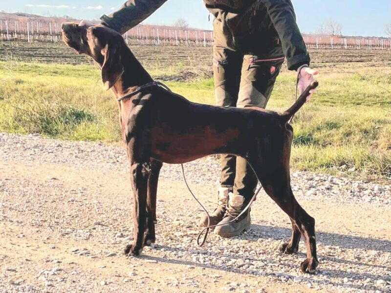 German Shorthair Pointer Show Male