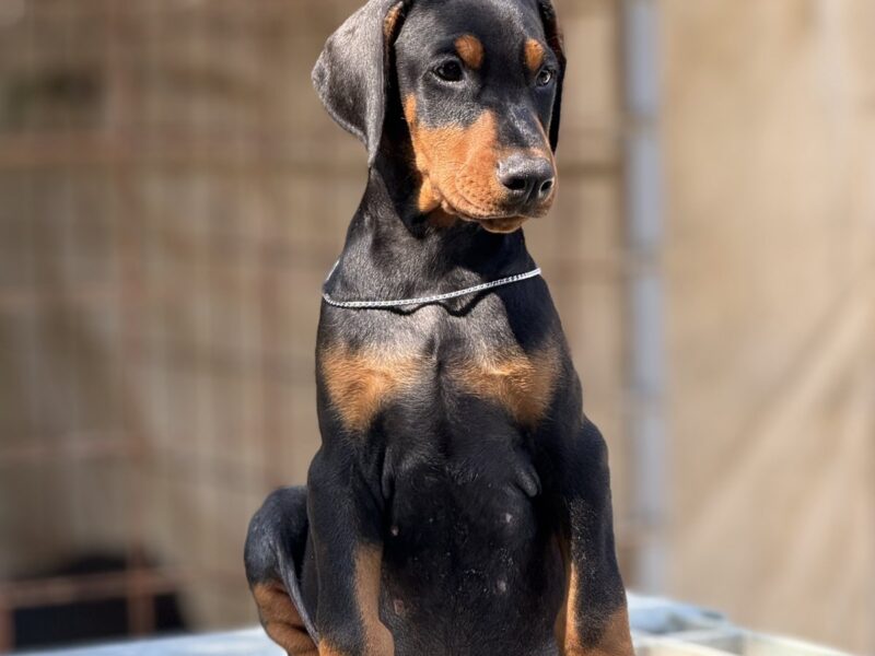 Dobermann puppies