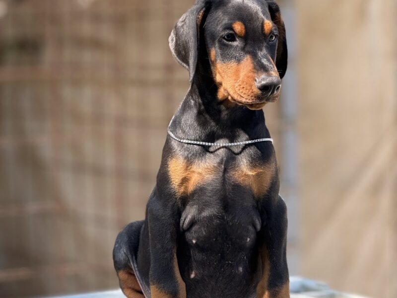Dobermann puppies