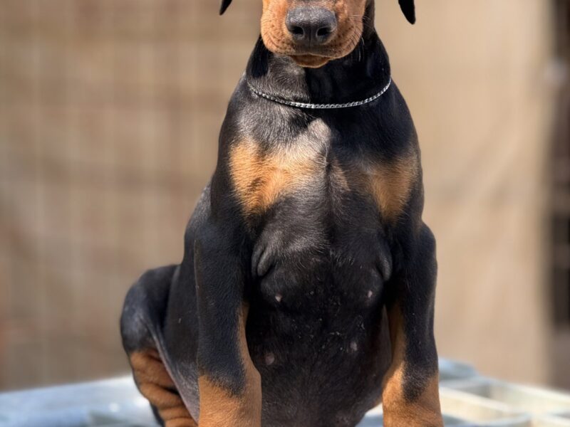 Dobermann puppies