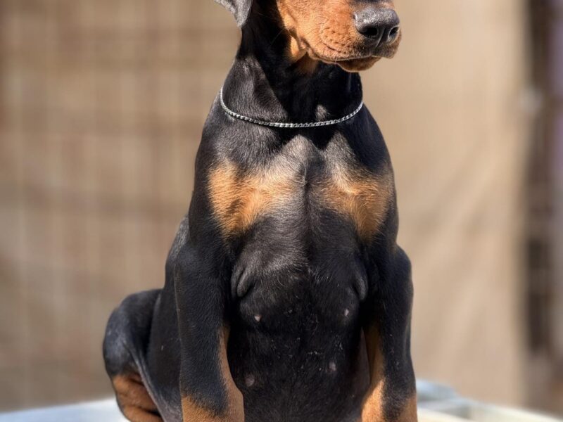 Dobermann puppies