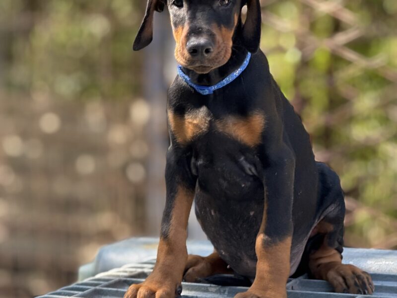 Dobermann puppies