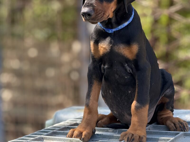 Dobermann puppies