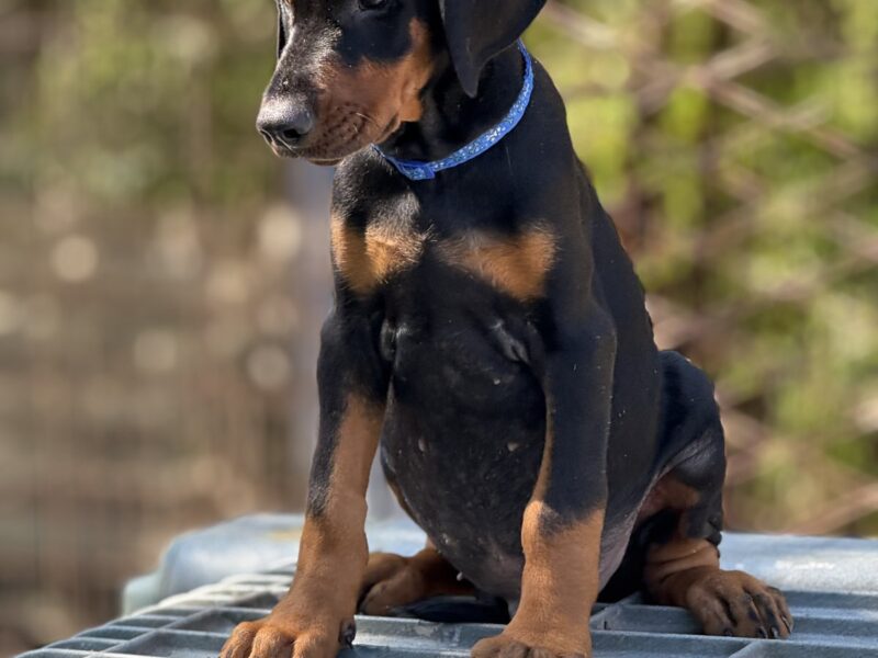 Dobermann puppies