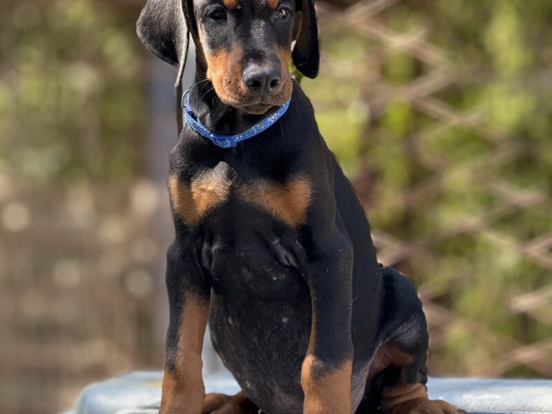 Dobermann puppies