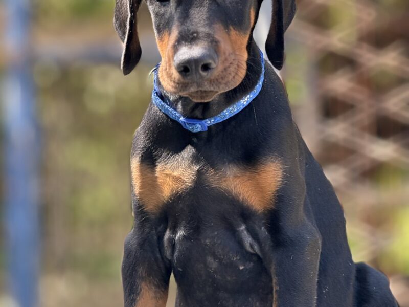 Dobermann puppies