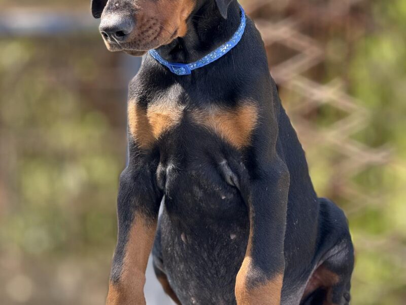Dobermann puppies