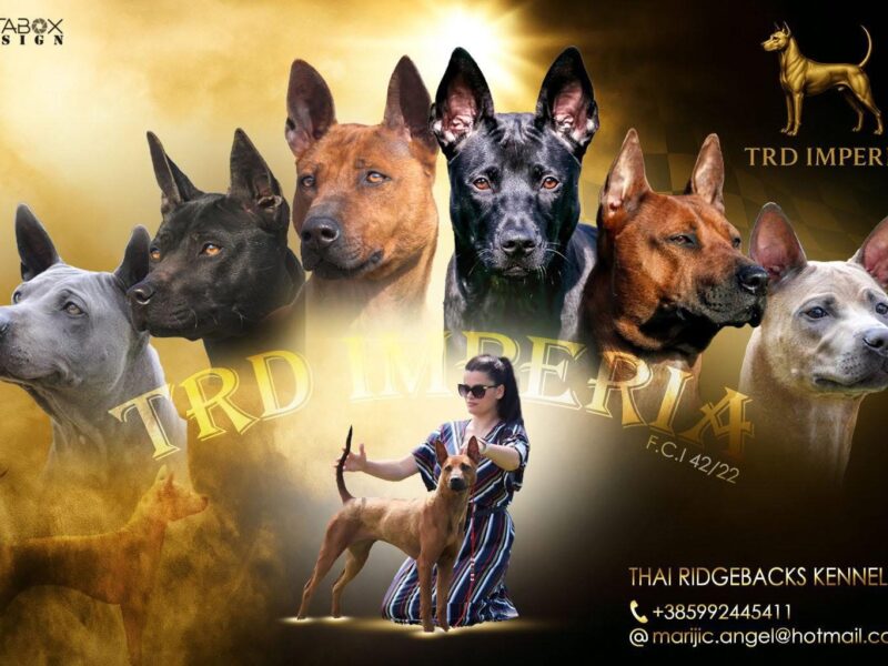 TRD IMPERIA Thai Ridgeback