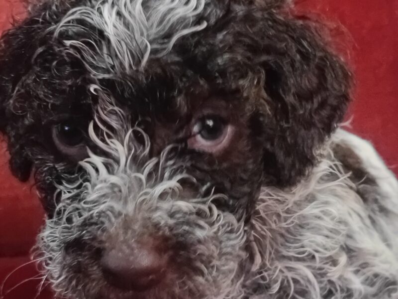 Lagotto Romagnolo puppies