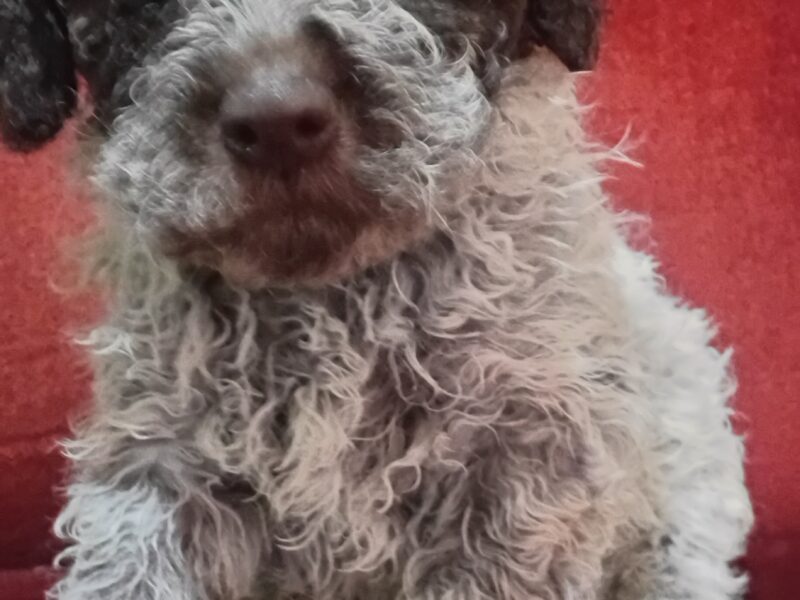 Lagotto Romagnolo puppies