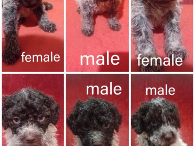 Lagotto Romagnolo puppies