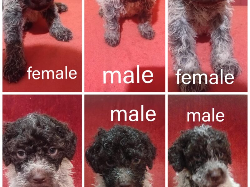 Lagotto Romagnolo puppies