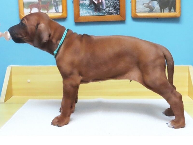Rhodesian Ridgeback Supreme Quality Puppy