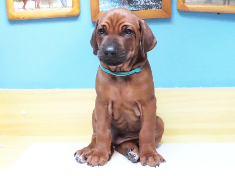 Rhodesian Ridgeback Supreme Quality Puppy