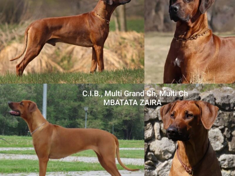 Rhodesian Ridgeback Supreme Quality Puppy