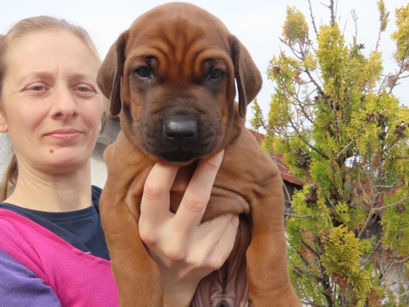 Rhodesian Ridgeback Supreme Quality Puppy
