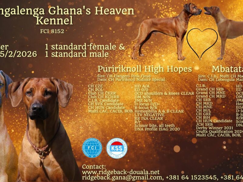 Rhodesian Ridgeback Supreme Quality Puppy