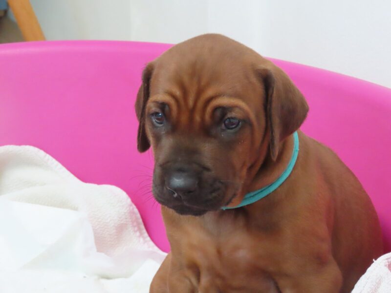 Rhodesian Ridgeback Supreme Quality Puppy
