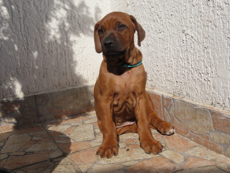 Rhodesian Ridgeback Supreme Quality Puppy