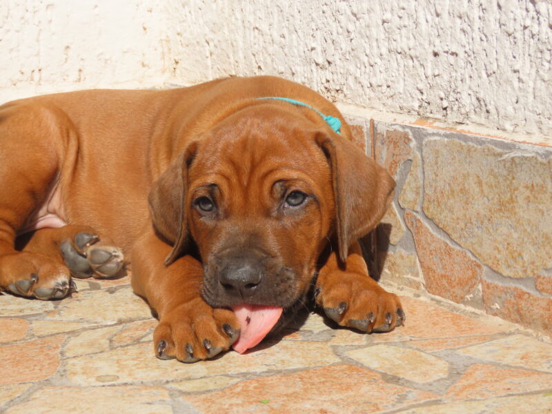 Rhodesian Ridgeback Supreme Quality Puppy