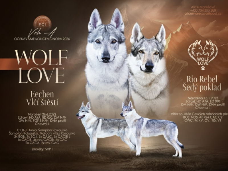Czechoslovakian Wolfdog WOLF LOVE (FCI) - WE HAVE PUPPIES! LITTER "A" IS HERE
