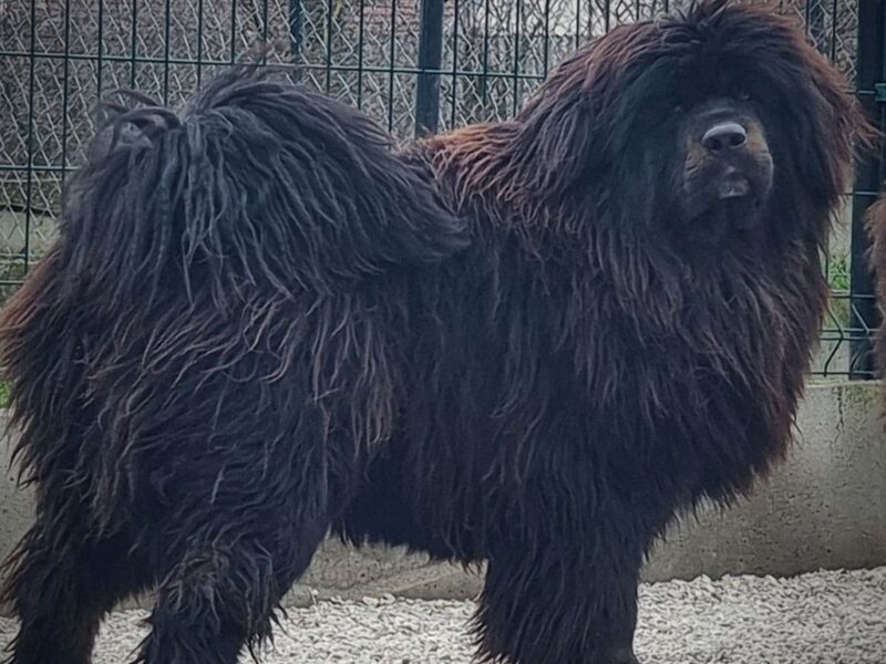 Tibetan Mastiff Male