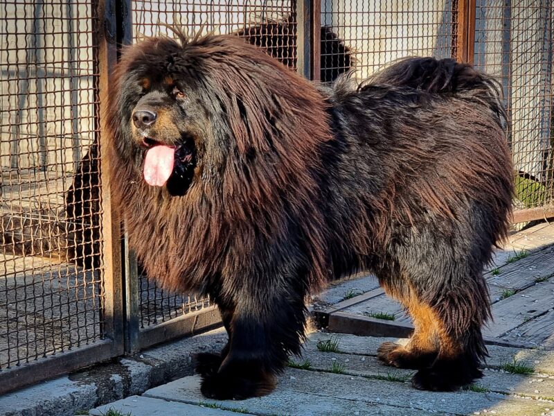 Tibetan Mastiff Male