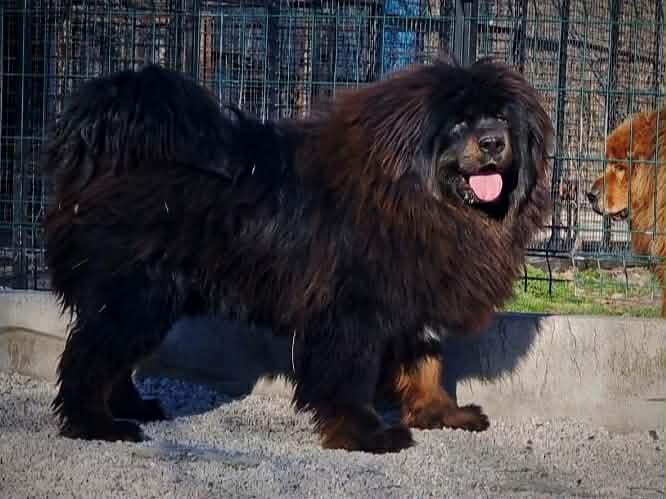Tibetan Mastiff Male