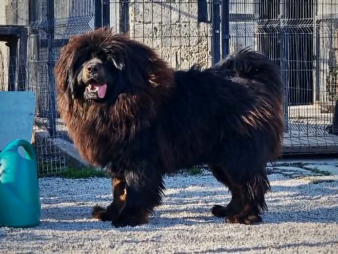 Tibetan Mastiff Male