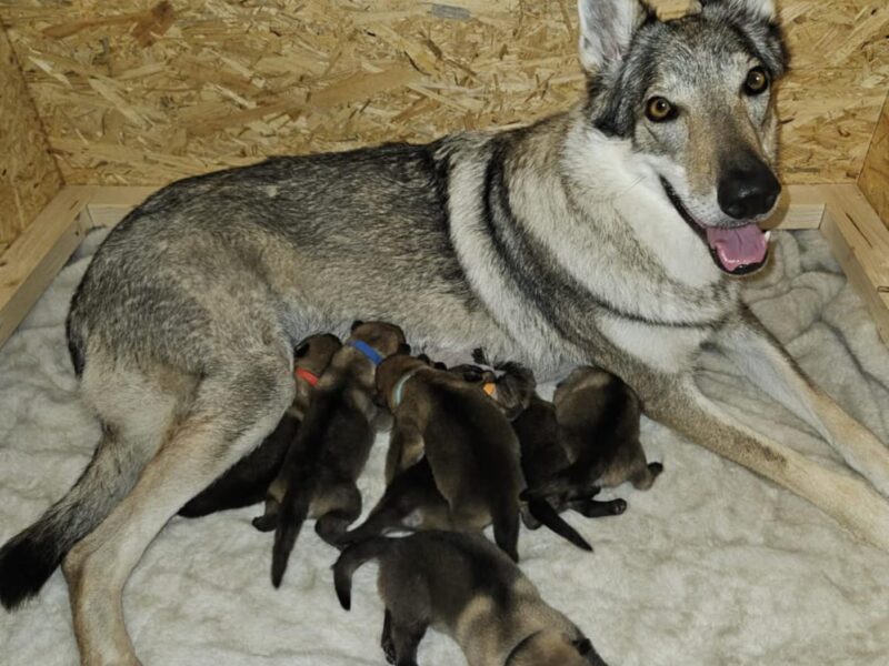 Czechoslovakian Wolfdog WOLF LOVE (FCI) - WE HAVE PUPPIES! LITTER "A" IS HERE
