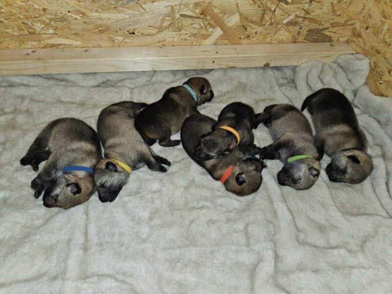 Czechoslovakian Wolfdog WOLF LOVE (FCI) - WE HAVE PUPPIES! LITTER "A" IS HERE