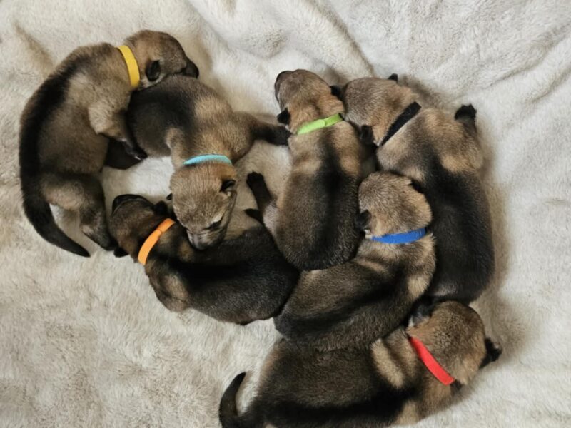 Czechoslovakian Wolfdog WOLF LOVE (FCI) - WE HAVE PUPPIES! LITTER "A" IS HERE