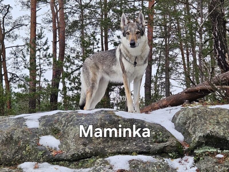 Czechoslovakian Wolfdog WOLF LOVE (FCI) - WE HAVE PUPPIES! LITTER "A" IS HERE
