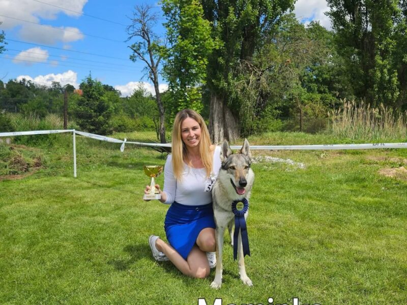 Czechoslovakian Wolfdog WOLF LOVE (FCI) - WE HAVE PUPPIES! LITTER "A" IS HERE