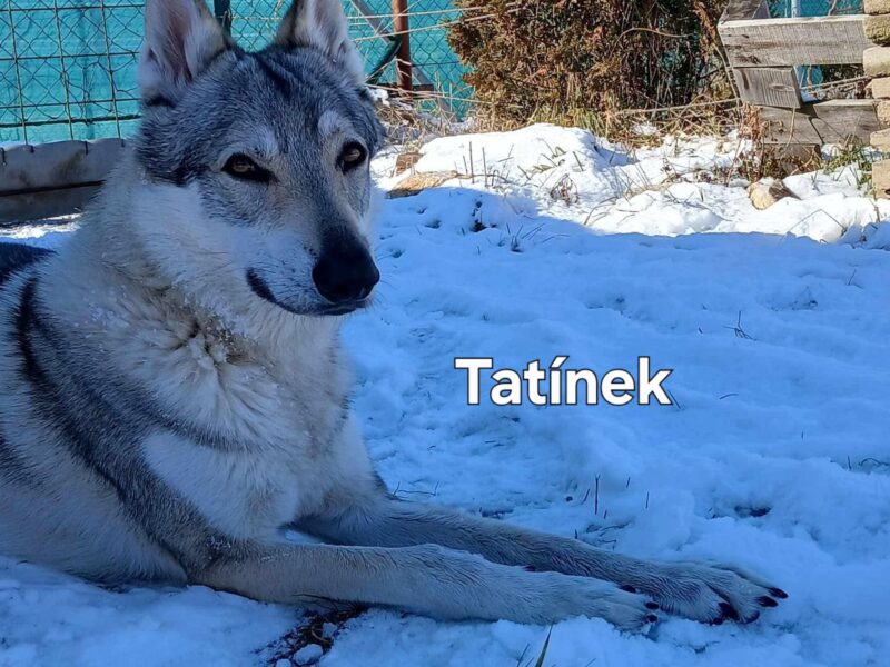 Czechoslovakian Wolfdog WOLF LOVE (FCI) - WE HAVE PUPPIES! LITTER "A" IS HERE