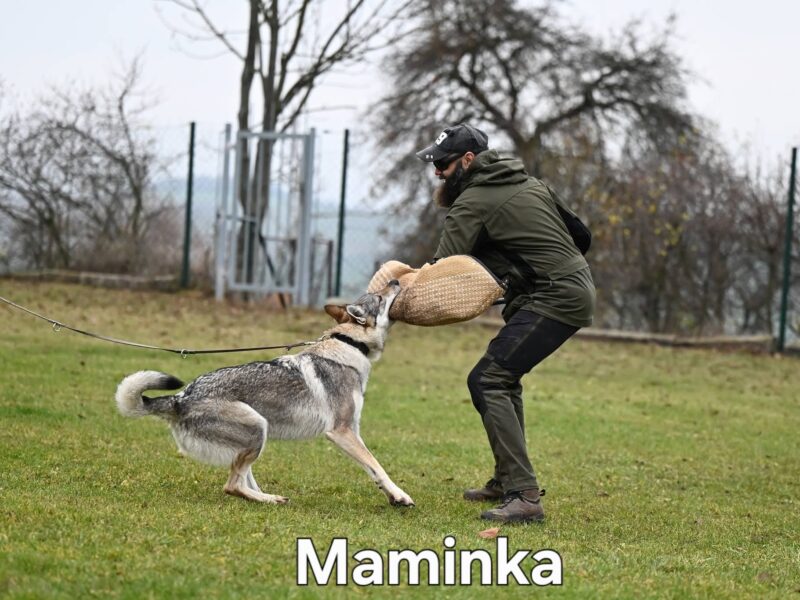 Czechoslovakian Wolfdog WOLF LOVE (FCI) - WE HAVE PUPPIES! LITTER "A" IS HERE