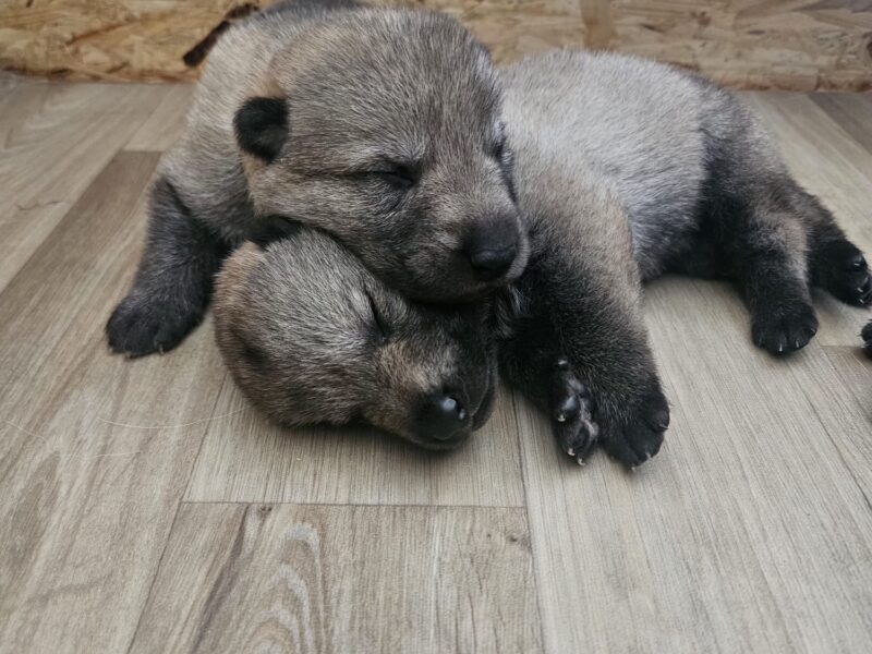 Czechoslovakian Wolfdog WOLF LOVE (FCI) - WE HAVE PUPPIES! LITTER "A" IS HERE