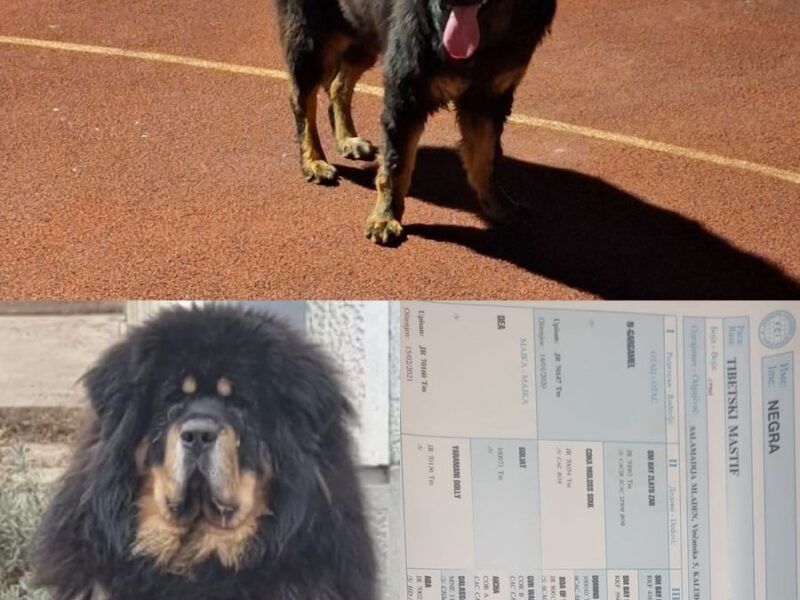 Tibetan mastiff puppies