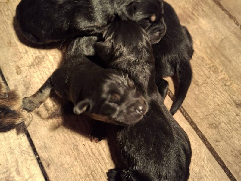 Tibetan mastiff puppies